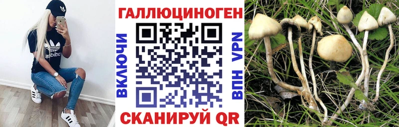 что такое   Тосно  Псилоцибиновые грибы Psilocybine cubensis 